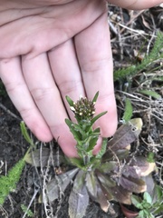 Arabis eschscholtziana