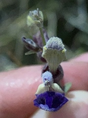 Scutellaria mexicana