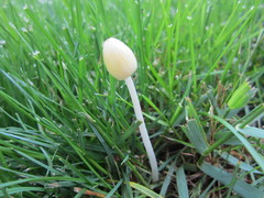 Bolbitius titubans