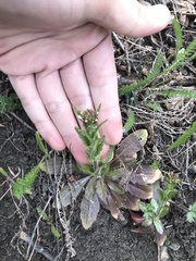 Arabis eschscholtziana