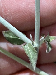 Scutellaria mexicana