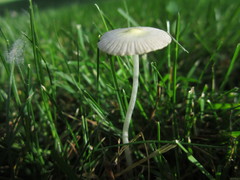 Bolbitius titubans