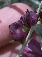 Scutellaria mexicana