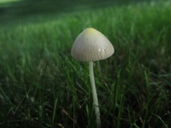 Bolbitius titubans
