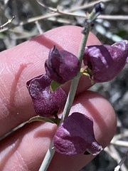 Scutellaria mexicana