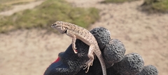 Tschudi's Pacific Iguana photo 4