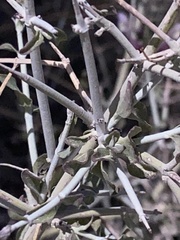 Scutellaria mexicana
