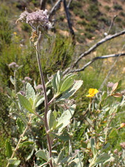 Eriodictyon traskiae