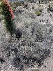 Scutellaria mexicana