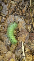Lepidoptera