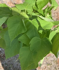 Catalpa speciosa