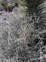 Scutellaria mexicana