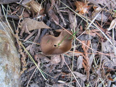 Helvella solitaria
