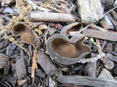 Helvella solitaria