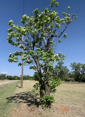 Catalpa speciosa