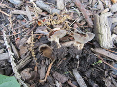 Helvella solitaria