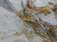 Seirococcus axillaris