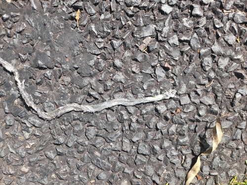 Common Tree Snake sighting