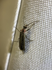 Podabrus brevicollis