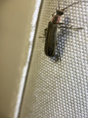 Podabrus brevicollis