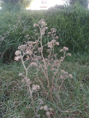 Tarasa tenella