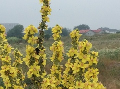 Verbascum speciosum speciosum