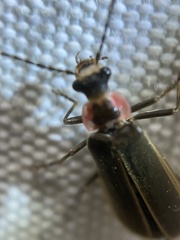 Podabrus brevicollis