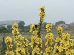 Verbascum speciosum speciosum