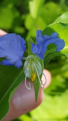 Commelina erecta