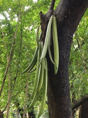 Parmentiera cereifera