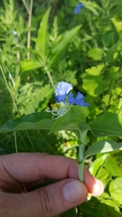 Commelina erecta