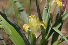 Iris orchioides