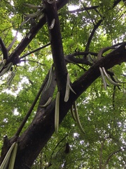 Parmentiera cereifera