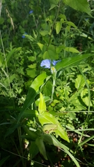 Commelina erecta