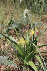 Iris orchioides