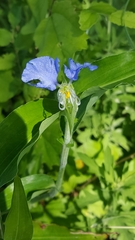 Commelina erecta