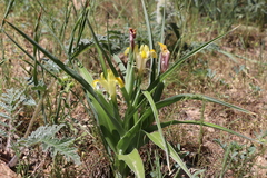 Iris orchioides