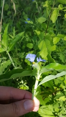 Commelina erecta