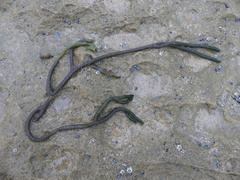 Codium galeatum