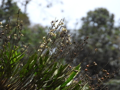 Epidendrum blepharistes