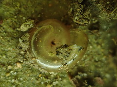 Glyphyalinia