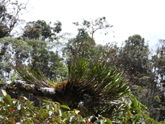 Epidendrum blepharistes