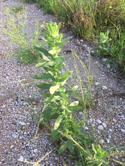 Grindelia adenodonta