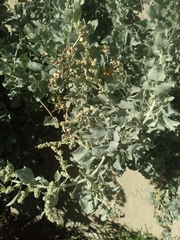 Atriplex rusbyi