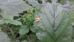 Chlorophanus viridis