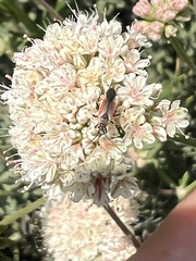 Lopidea marginata