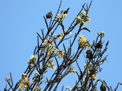 Epidendrum blepharistes