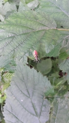 Chlorophanus viridis