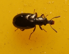 Salpingus viridiaeneus