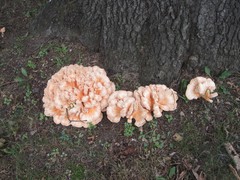 Laetiporus cincinnatus